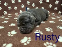 Rusty, a male Labrador Retriever for sale in Seneca Falls, NY – Photo 1 of 2