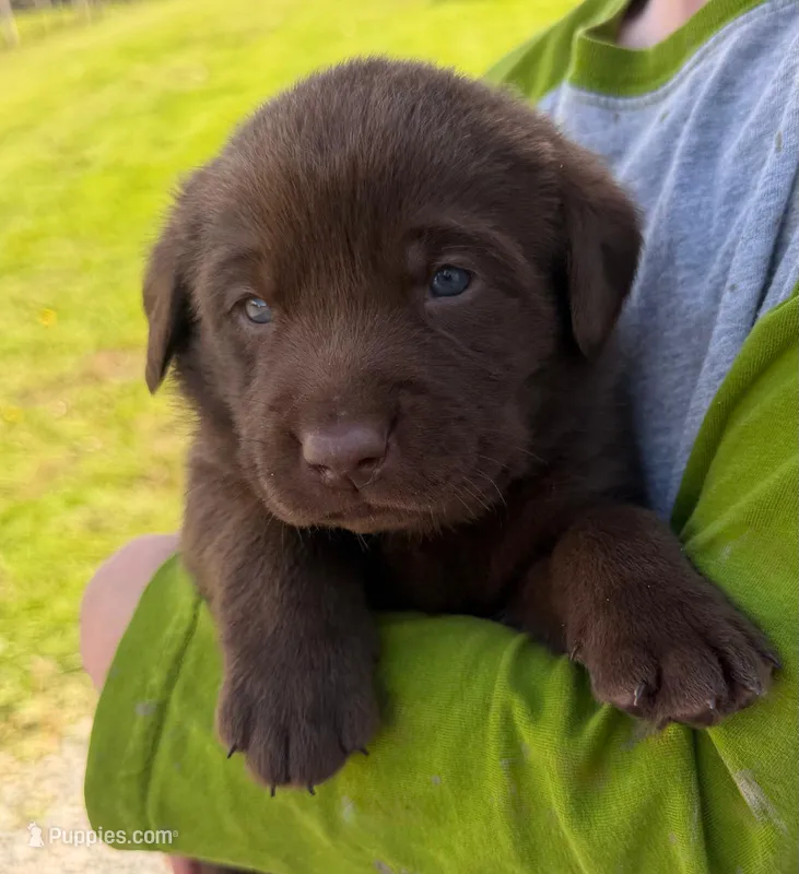 Toby – Labrador Retriever puppy on hold in Seneca Falls, NY