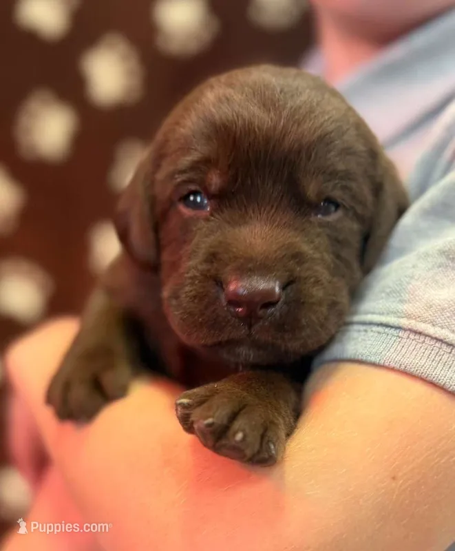 Turbo – Labrador Retriever puppy for sale in Seneca Falls, NY