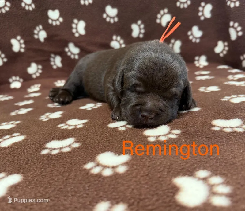 Remington – Labrador Retriever puppy for sale in Seneca Falls, NY