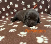 Remington, a male Labrador Retriever for sale in Seneca Falls, NY – Photo 1 of 2