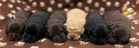 Remington, a male Labrador Retriever for sale in Seneca Falls, NY – Photo 2 of 2