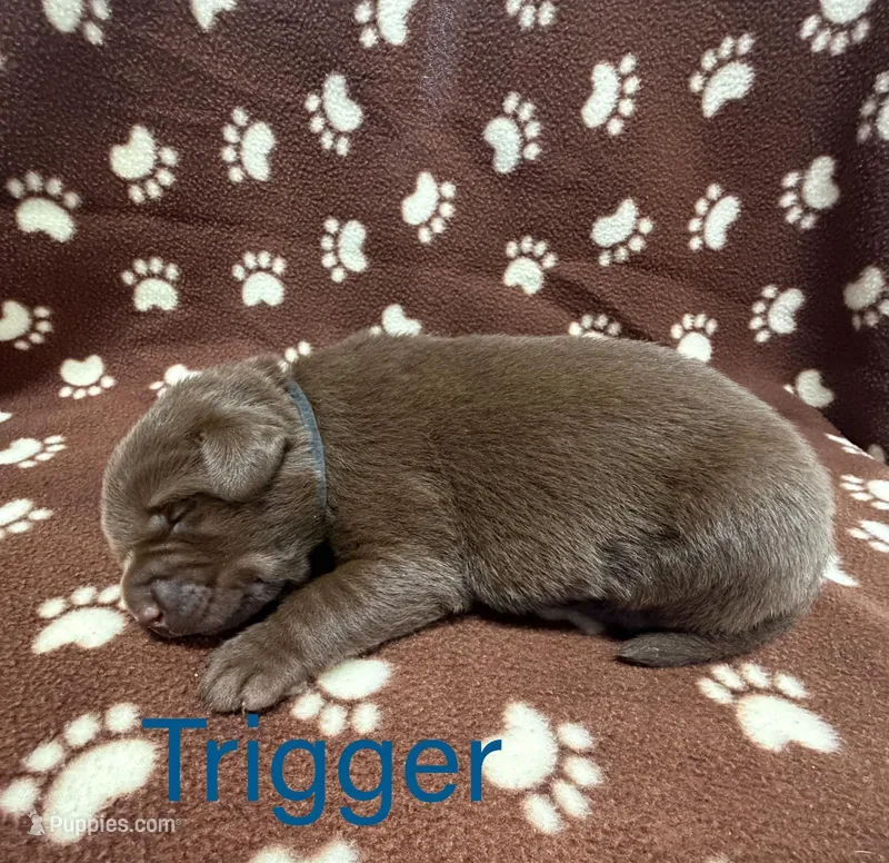 Trigger – Labrador Retriever puppy for sale in Seneca Falls, NY