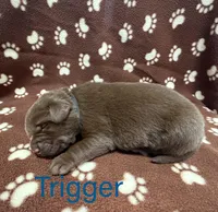 Trigger, a male Labrador Retriever for sale in Seneca Falls, NY – Photo 1 of 2