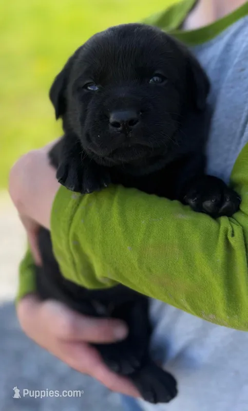 Tucker – Labrador Retriever puppy on hold in Seneca Falls, NY