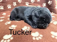 Tucker, a male Labrador Retriever for sale in Seneca Falls, NY – Photo 1 of 2