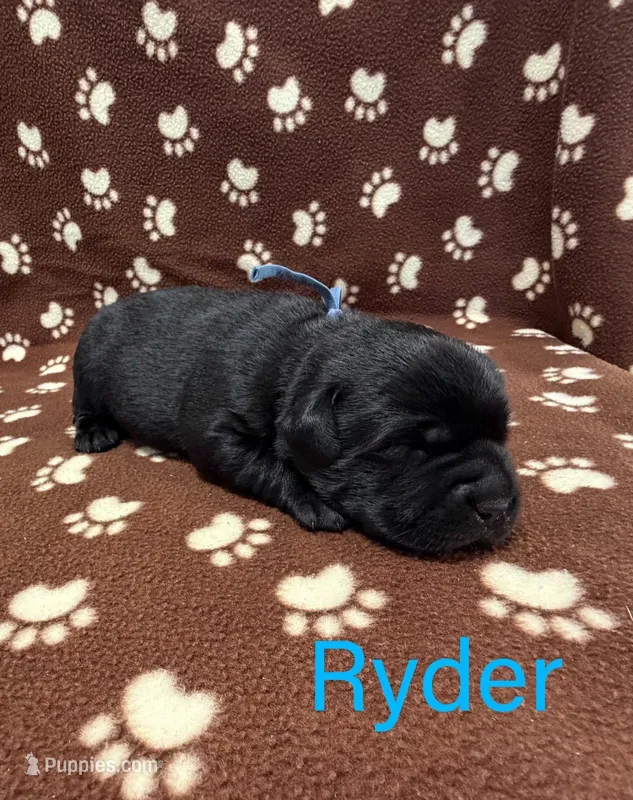 Ryder – Labrador Retriever puppy for sale in Seneca Falls, NY