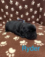 Ryder, a male Labrador Retriever for sale in Seneca Falls, NY – Photo 1 of 2