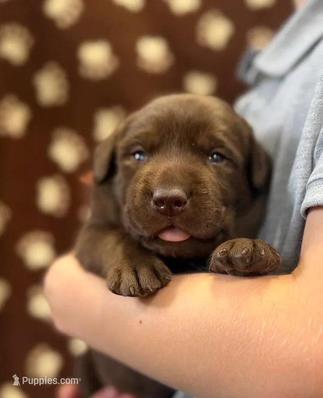 Trooper – Labrador Retriever puppy for sale in Seneca Falls, NY