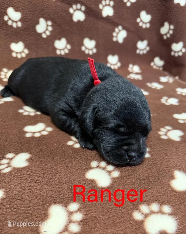 Ranger – Labrador Retriever puppy for sale in Seneca Falls, NY