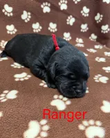 Ranger, a male Labrador Retriever for sale in Seneca Falls, NY – Photo 1 of 2