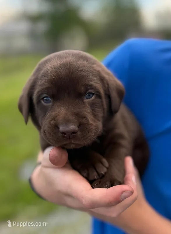 Trooper – Labrador Retriever puppy on hold in Seneca Falls, NY
