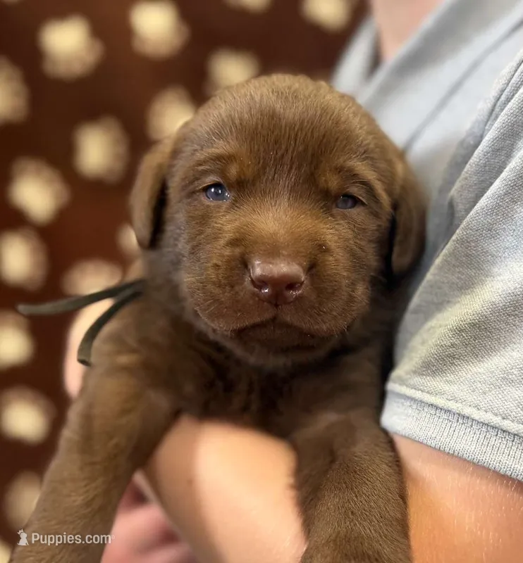 Toby – Labrador Retriever puppy for sale in Seneca Falls, NY