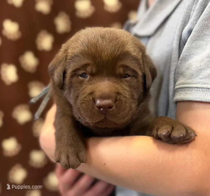 Trigger – Labrador Retriever puppy for sale in Seneca Falls, NY