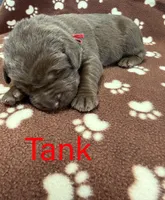 Tank, a male Labrador Retriever for sale in Seneca Falls, NY – Photo 1 of 2
