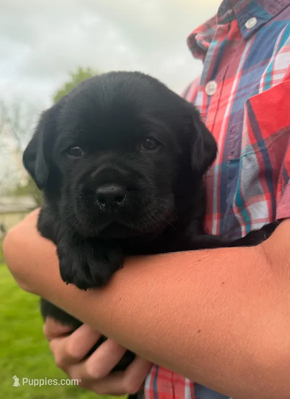 Ryder – Labrador Retriever puppy for sale in Seneca Falls, NY
