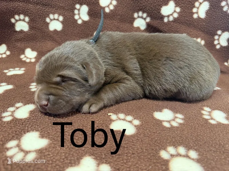 Toby – Labrador Retriever puppy for sale in Seneca Falls, NY