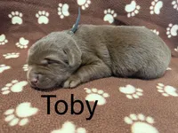 Toby, a male Labrador Retriever for sale in Seneca Falls, NY – Photo 1 of 2