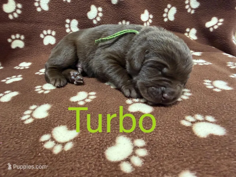 Turbo – Labrador Retriever puppy for sale in Seneca Falls, NY