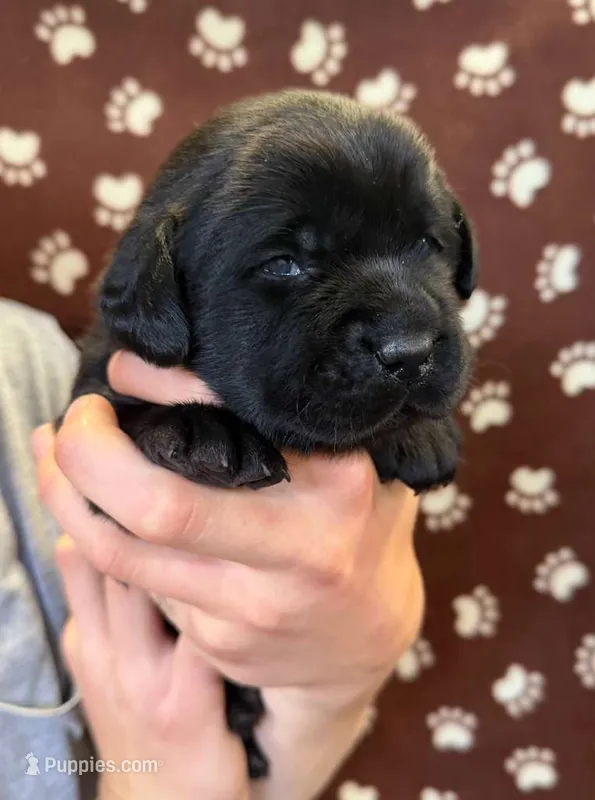 Ryder – Labrador Retriever puppy for sale in Seneca Falls, NY
