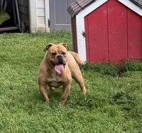 Bandit, a female Olde English Bulldogge for sale in Cumberland, IN – 3 of 4
