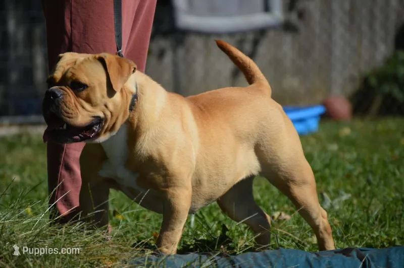 Banjo – Olde English Bulldogge puppy for sale in Cumberland, IN