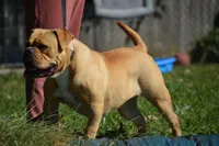 Banjo, a female Olde English Bulldogge for sale in Cumberland, IN – 1 of 1