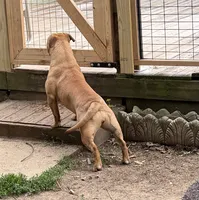 Bandit, a female Olde English Bulldogge for sale in Cumberland, IN – 4 of 4