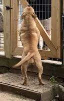 Banjo, a female Olde English Bulldogge for sale in Cumberland, IN – 3 of 4
