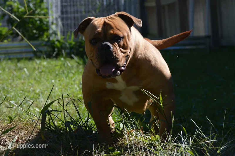 Bandit – Olde English Bulldogge puppy for sale in Cumberland, IN