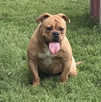 Bandit, a female Olde English Bulldogge for sale in Cumberland, IN – 2 of 4
