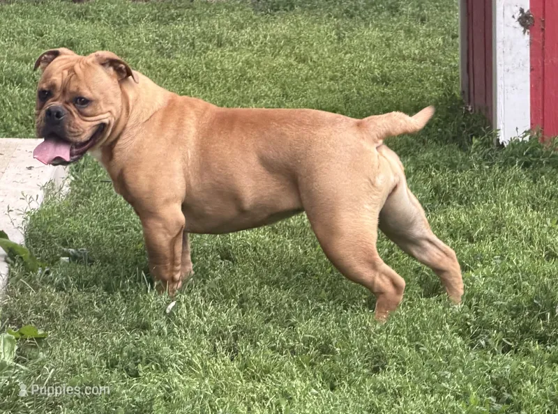 Bandit – Olde English Bulldogge puppy for sale in Cumberland, IN