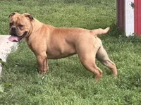 Bandit, a female Olde English Bulldogge for sale in Cumberland, IN – 1 of 4