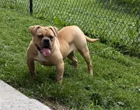 Banjo, a female Olde English Bulldogge for sale in Cumberland, IN – 1 of 4