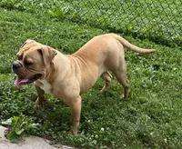 Banjo, a female Olde English Bulldogge for sale in Cumberland, IN – 4 of 4