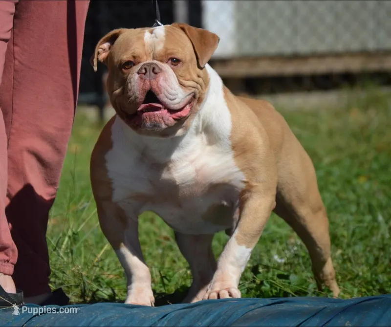 GutShot – Olde English Bulldogge puppy for sale in Cumberland, IN