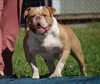 GutShot, a male Olde English Bulldogge for sale in Cumberland, IN – 1 of 1