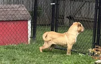 Banjo, a female Olde English Bulldogge for sale in Cumberland, IN – 2 of 4