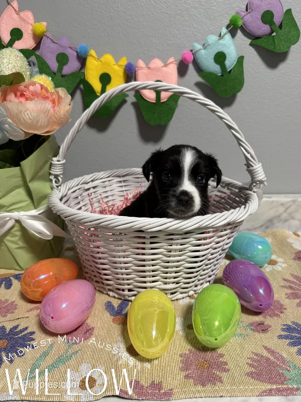 Willow – Miniature Australian Shepherd puppy for sale in Joplin, MO