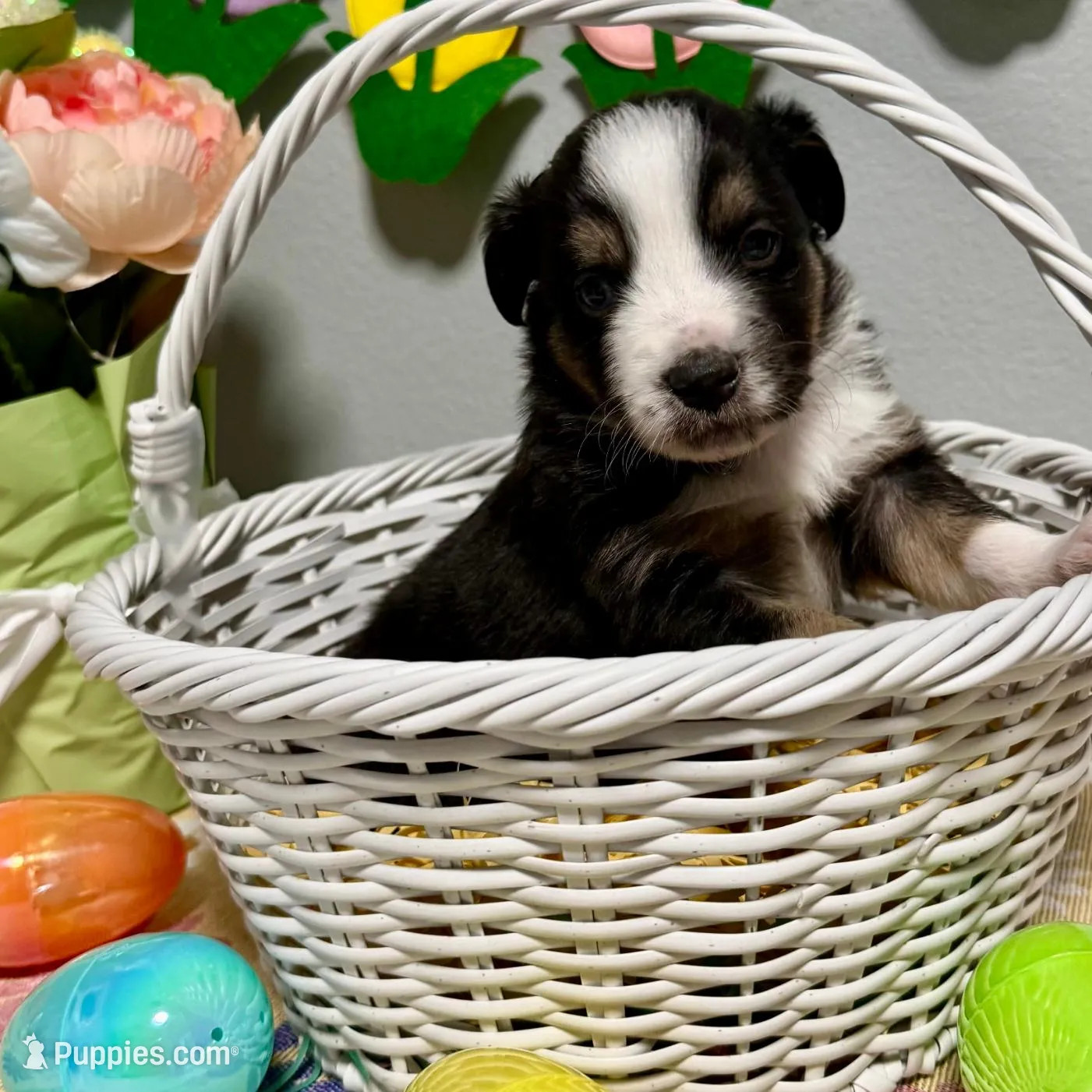 Clover – Miniature Australian Shepherd puppy for sale in Joplin, MO