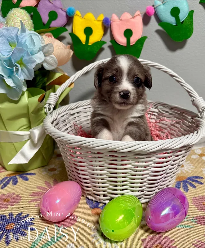 Daisy – Miniature Australian Shepherd puppy for sale in Joplin, MO