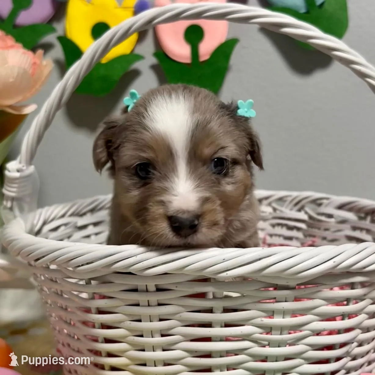 Posie – Miniature Australian Shepherd puppy for sale in Joplin, MO