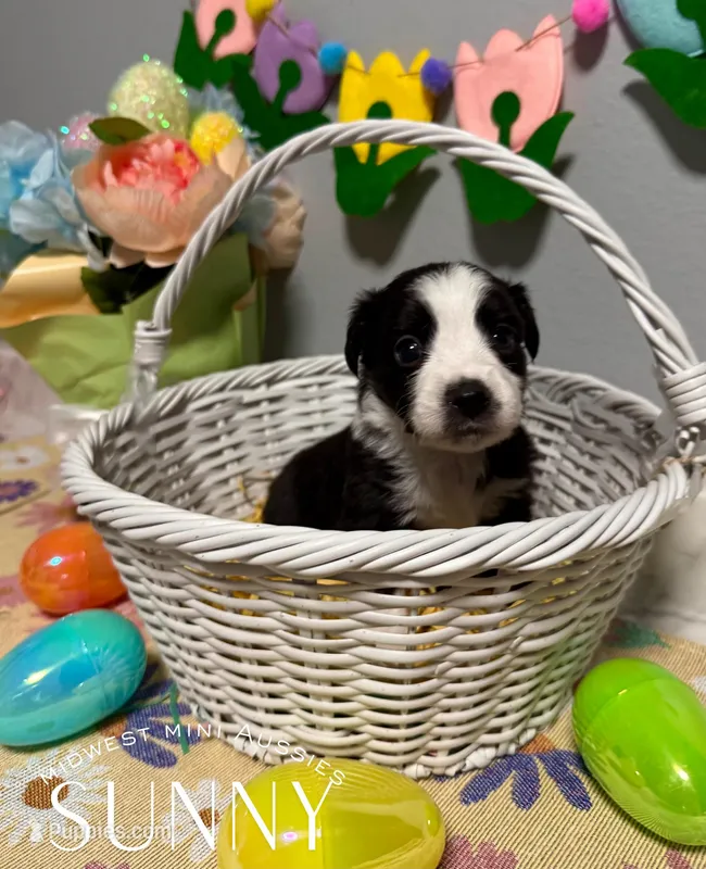 Sunny – Miniature Australian Shepherd puppy for sale in Joplin, MO