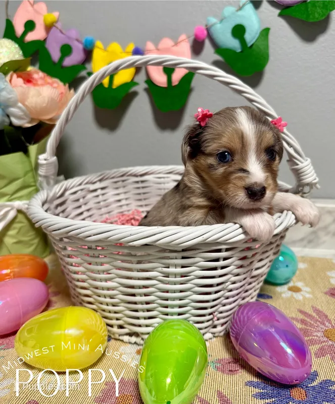 Poppy – Miniature Australian Shepherd puppy for sale in Joplin, MO