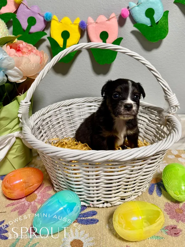 Sprout – Miniature Australian Shepherd puppy for sale in Joplin, MO