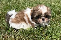Lady, a female Shih Tzu for sale in Richland, MO – 2 of 4
