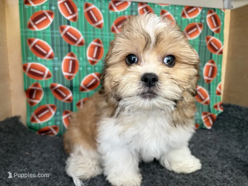 Rudy – Shichon puppy for sale in Richland, MO