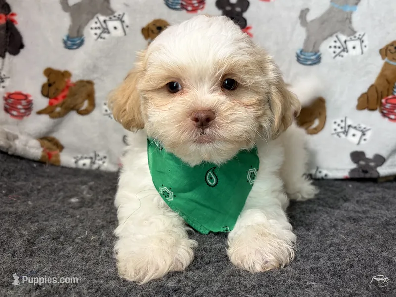 Zauntee – Shichon puppy for sale in Richland, MO
