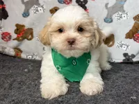 Zauntee, a male Shichon for sale in Richland, MO – 1 of 5