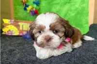 Nelly, a female Shih Tzu for sale in Richland, MO – 3 of 7